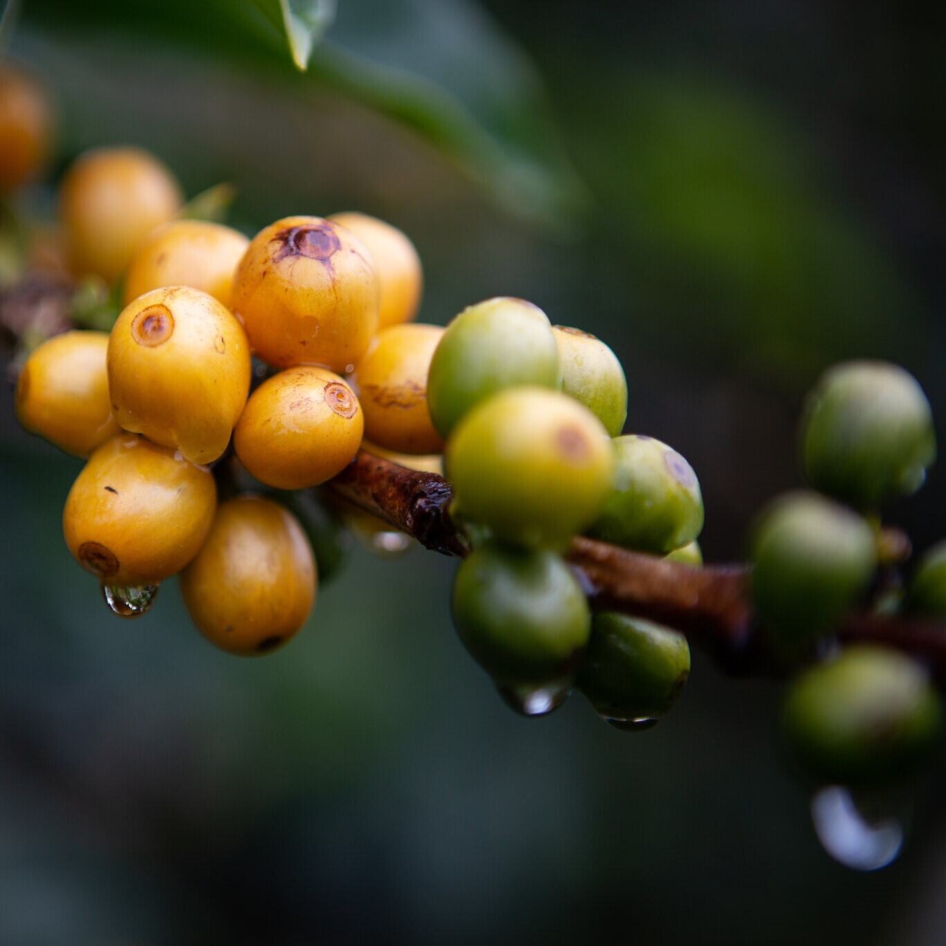 Bæredygtig Kaffe: Små Valg, Stor Forskel - Bellas Coffee Lab