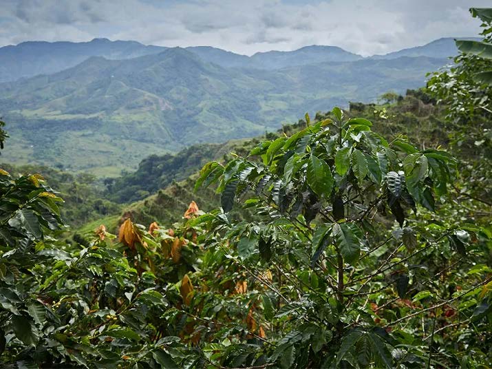 Colombia Dulima