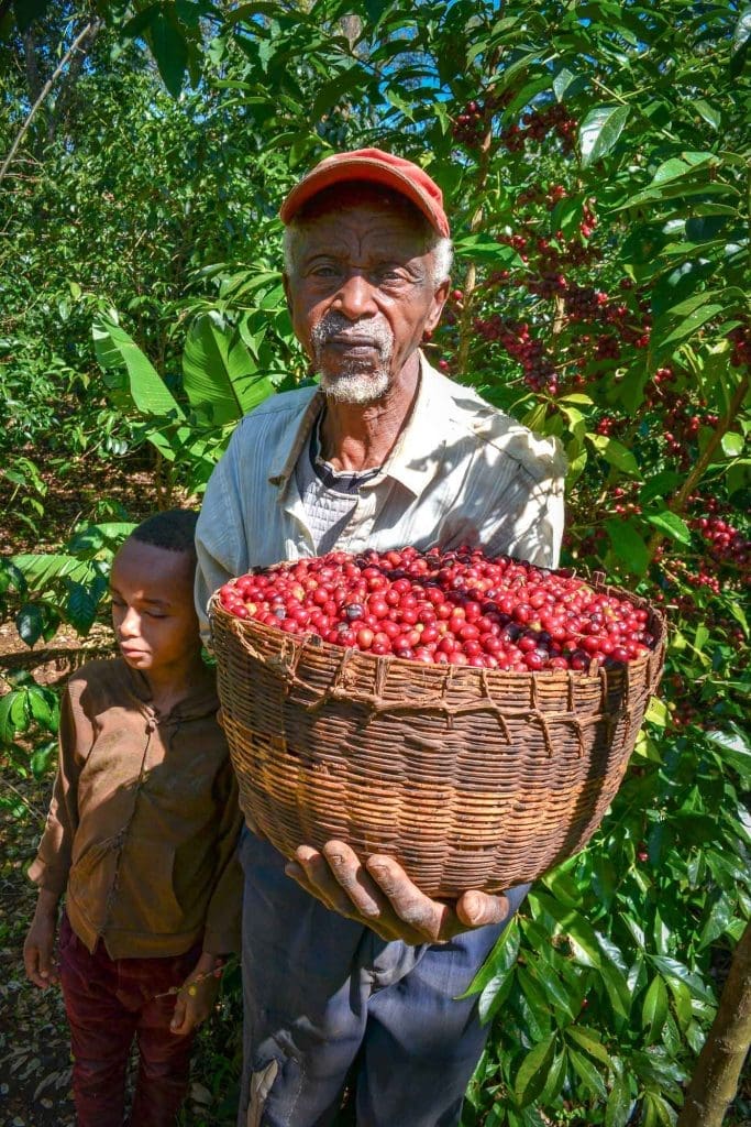 Ethiopia Acacia Core