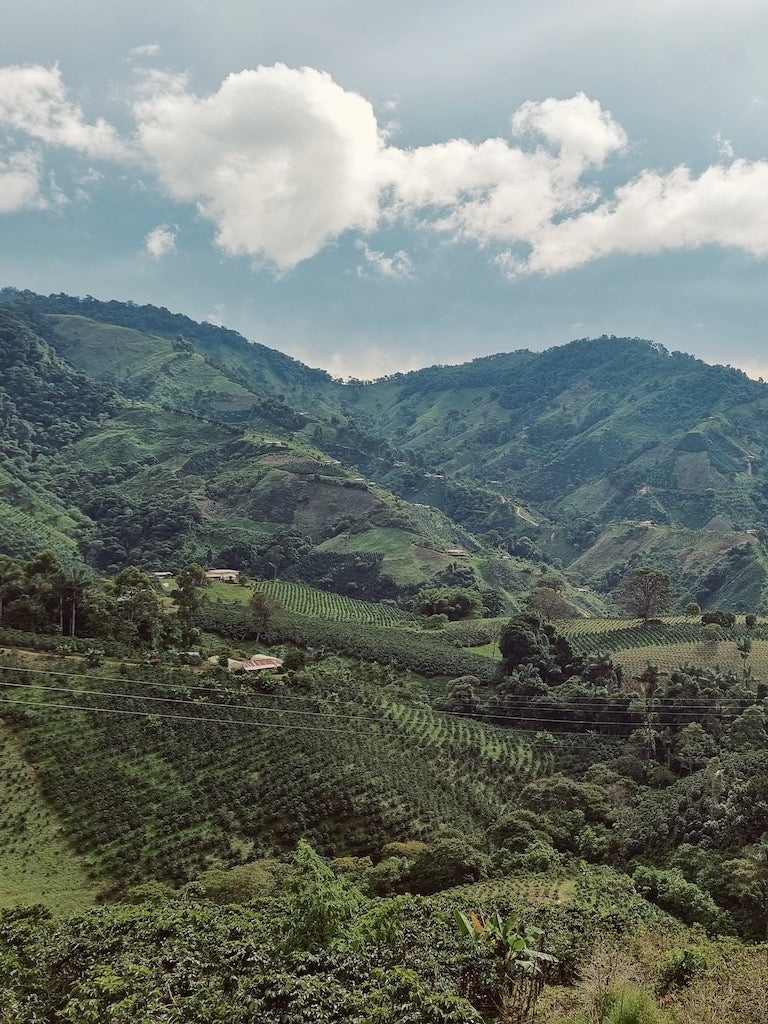 Decaffinated Coffee Colombia