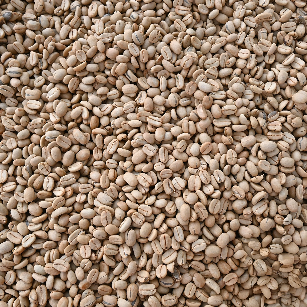 Guatemala Finca La Hermosa Orange Gesha Washed