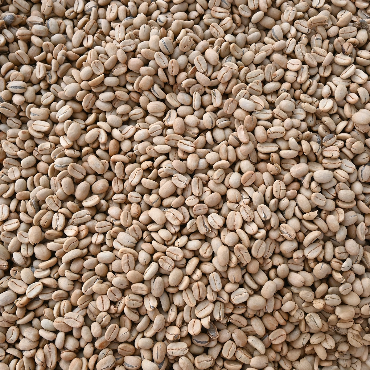 Colombia Finca Las Brisas Gesha Washed